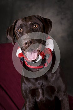 Chocolate Lab with Jingle Collar