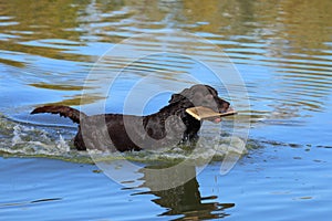 Chocolate lab in the lake with a stick