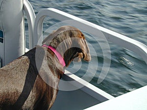 Chocolate lab looking at water from boat