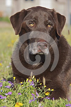 Chocolate Lab Portrait