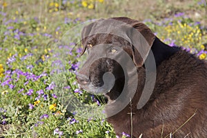 Chocolate Lab Portrait