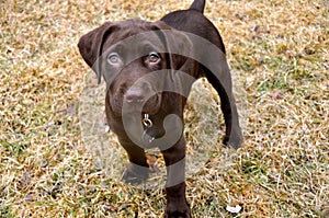 Chocolate Lab Puppy