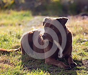 A chocolate lab sitting in the grass