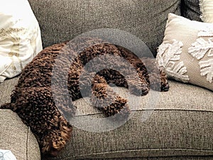 Chocolate labradoodle brown puppy