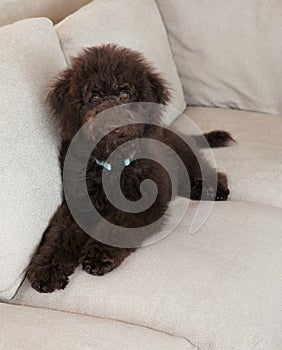 Chocolate labradoodle puppy dog lays on the couch looking up