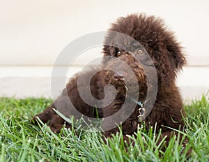 Chocolate labradoodle puppy dog lays on the grass