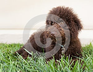 Chocolate labradoodle puppy dog lays on the grass photo