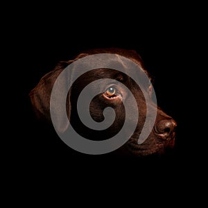Chocolate Labrador