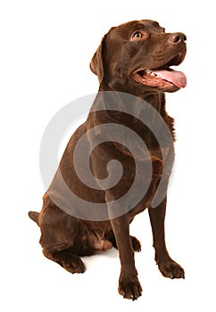 Chocolate Labrador