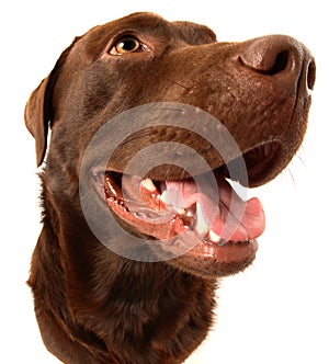 Chocolate Labrador