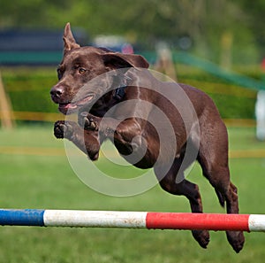 Chocolate Labrador