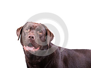 Chocolate labrador