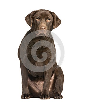 Chocolate labrador, 7 months old, sitting and facing