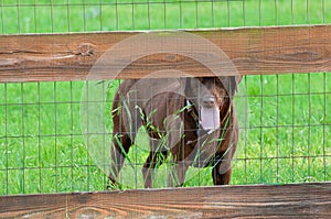 Chocolate labrador behind wooden fence looking at camera.