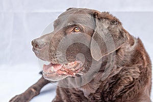 Chocolate Labrador Close Up