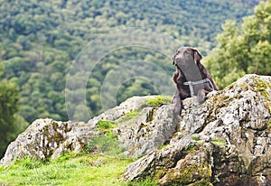 Chocolate Labrador in Countryside
