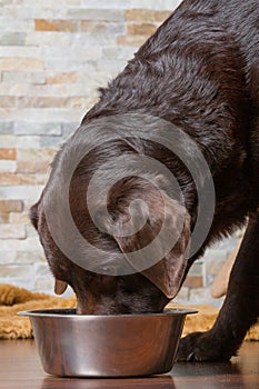 chocolate labrador dog eating from his stainless steel dog bowl