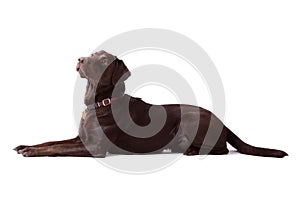 Chocolate Labrador Dog on white background