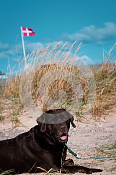 Chocolate Labrador in the foreground with the Danish flag in the background