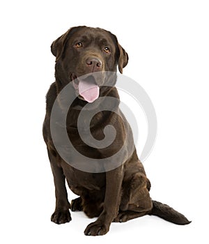 Chocolate Labrador in front of white background