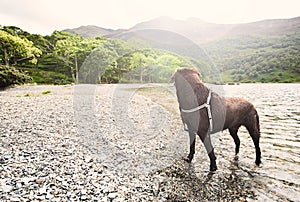 Chocolate Labrador by Lake