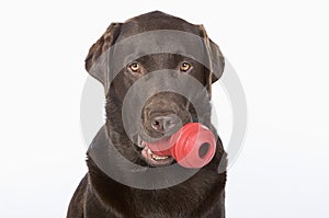 Chocolate Labrador with Large Chew Toy in his Mouth
