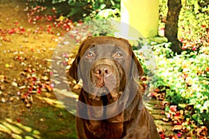 Chocolate labrador male looking at the camera