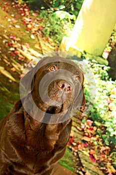 Chocolate labrador male looking up