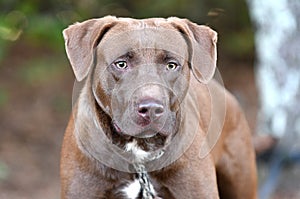 Chocolate Labrador mix breed dog outside on leash