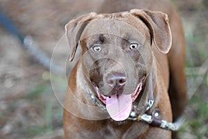 Chocolate Labrador mix breed dog outside on leash