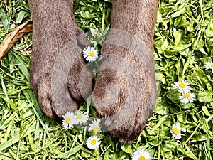 Chocolate labrador paws holding Spring Daisies