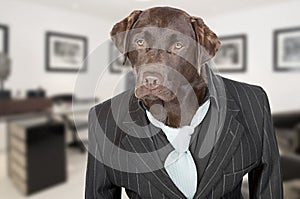 Chocolate Labrador in Pin Stripe Suit