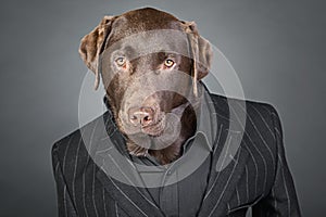 Chocolate Labrador in Pinstripe Suit