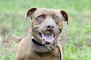 Chocolate Labrador Pitbull mixed breed dog