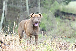 Chocolate Labrador Pitbull mixed breed dog