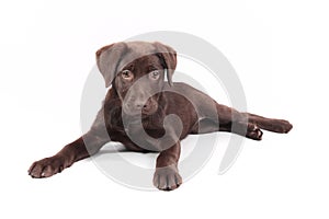 Chocolate Labrador puppy laid down