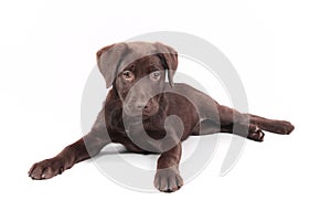 Chocolate Labrador puppy laid down photo