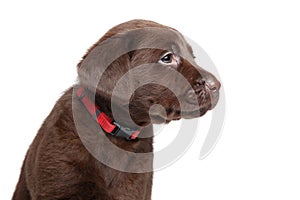 Chocolate Labrador puppy portrait