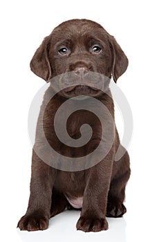 Chocolate Labrador puppy portrait