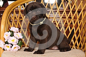Chocolate labrador puppy sits on the chair