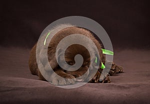 Chocolate labrador puppy sleepingon a brown