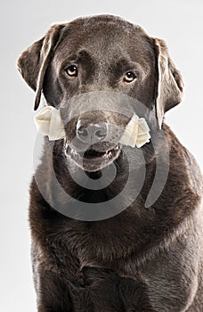 Chocolate Labrador with Rawhide photo
