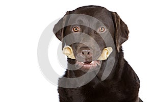 Chocolate Labrador with Rawhide Bone