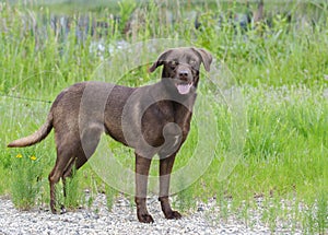 Chocolate Labrador Retreiver mixed breed dog photo