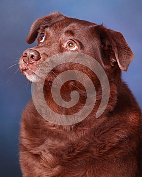 Chocolate Labrador Retriever