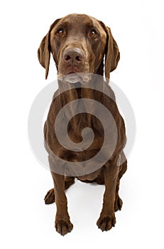 A Chocolate Labrador Retriever Dog