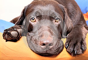 Chocolate Labrador Retriever dog