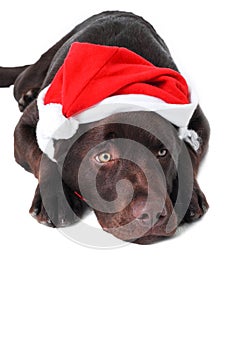Chocolate Labrador Retriever Dog