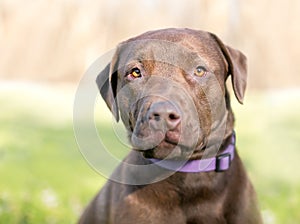 A Chocolate Labrador Retriever dog with an apprehensive expression