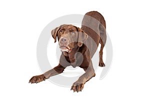 Chocolate Labrador Retriever Dog In Downdog Postion